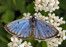 Attēlu rezultāti vaicājumam “Maculinea teleius”
