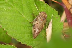 Attēlu rezultāti vaicājumam “Aphrophora alni imago”