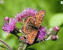 Attēlu rezultāti vaicājumam “Euphydryas maturna upperside”