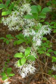 Attēlu rezultāti vaicājumam “Chionanthus virginicus flower”