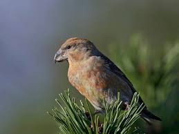 Attēlu rezultāti vaicājumam “Loxia pytyopsittacus”