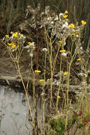 Attēlu rezultāti vaicājumam “Sonchus arvensis subsp. uliginosus flower”