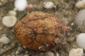 Attēlu rezultāti vaicājumam “Rhizopogon luteolus”