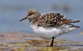 Attēlu rezultāti vaicājumam “Calidris alba adult”