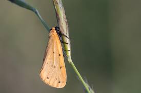 Attēlu rezultāti vaicājumam “Setina irrorella”