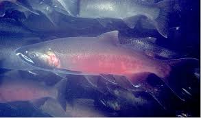 Image result for Oncorhynchus