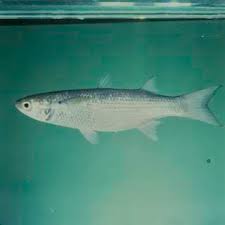 Image result for Crenimugil seheli