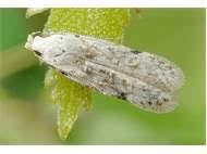 Attēlu rezultāti vaicājumam “Carpatolechia alburnella”