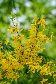 Attēlu rezultāti vaicājumam “Forsythia viridissima flower”