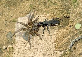 Attēlu rezultāti vaicājumam “Pompilidae”