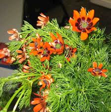 Image result for Adonis aestivalis