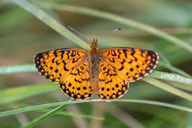 Attēlu rezultāti vaicājumam “Clossiana selene upperside”