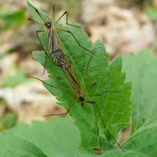 Attēlu rezultāti vaicājumam “Limoniidae”