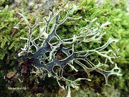 Attēlu rezultāti vaicājumam “Pseudevernia furfuracea”