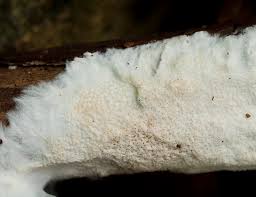 Attēlu rezultāti vaicājumam “Porotheleum fimbriatum”