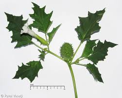 Image result for Datura stramonium