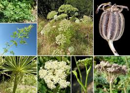 Attēlu rezultāti vaicājumam “Libanotis montana”