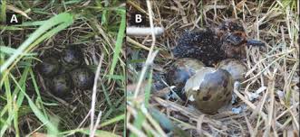 Attēlu rezultāti vaicājumam “Gallinago gallinago eggs”