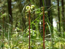 Attēlu rezultāti vaicājumam “Pyrola chlorantha”