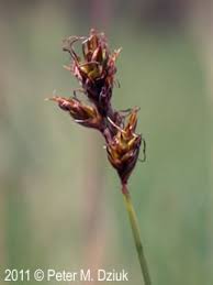 Attēlu rezultāti vaicājumam “Carex scandinavica”