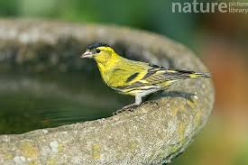 Attēlu rezultāti vaicājumam “Carduelis spinus male”