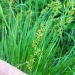Attēlu rezultāti vaicājumam “Carex elongata”