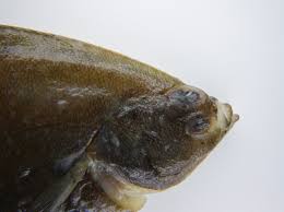 Image result for Pseudopleuronectes americanus