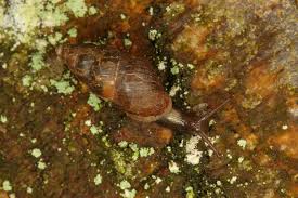 Attēlu rezultāti vaicājumam “Ena montana”