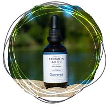 Attēlu rezultāti vaicājumam “Alnus glutinosa bud”