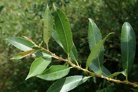 Attēlu rezultāti vaicājumam “Salix triandra fruit”
