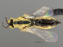 Attēlu rezultāti vaicājumam “Prociphilus xylostei”