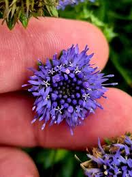 Attēlu rezultāti vaicājumam “Jasione montana”