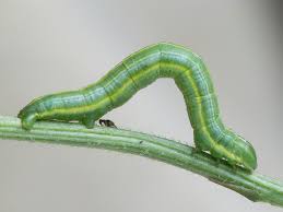 Attēlu rezultāti vaicājumam “Bupalus piniaria male”