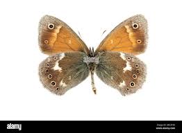 Attēlu rezultāti vaicājumam “Coenonympha tullia”