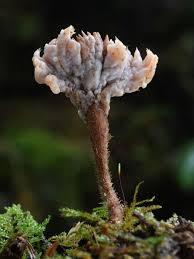 Attēlu rezultāti vaicājumam “Clavulina amethystina”