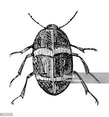 Attēlu rezultāti vaicājumam “Capsus ater”