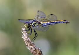 Attēlu rezultāti vaicājumam “Sympetrum danae”
