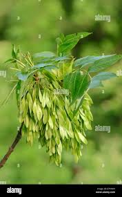 Attēlu rezultāti vaicājumam “Fraxinus excelsior Pendula fruit”