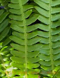 Attēlu rezultāti vaicājumam “Blechnum spicant”