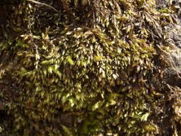 Attēlu rezultāti vaicājumam “Taxiphyllum wissgrillii”