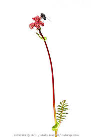 Attēlu rezultāti vaicājumam “Filipendula vulgaris leaf”