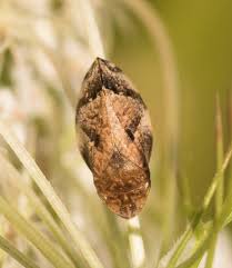 Attēlu rezultāti vaicājumam “Lepyronia coleoptrata”