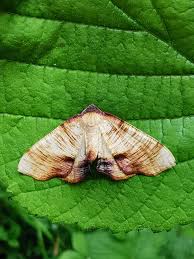 Attēlu rezultāti vaicājumam “Plagodis dolabraria”