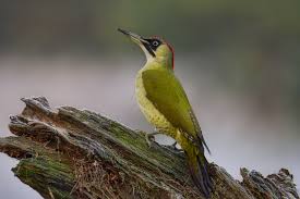 Attēlu rezultāti vaicājumam “Picus viridis”