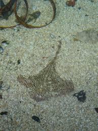 Image result for Raja montagui