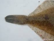 Image result for Limanda limanda