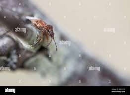 Attēlu rezultāti vaicājumam “Kleidocerys resedae imago”