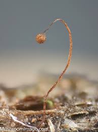 Attēlu rezultāti vaicājumam “Cribraria cancellata var. fusca spores”