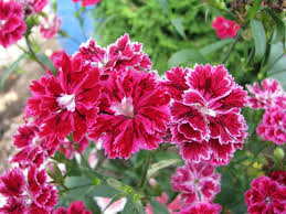Attēlu rezultāti vaicājumam “Dianthus arenarius bud”
