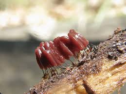 Attēlu rezultāti vaicājumam “Stemonitis fusca”